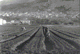 AnimPio